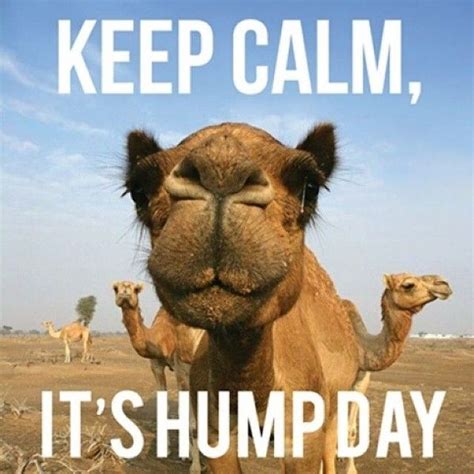 hump day memes|happy hump day images.